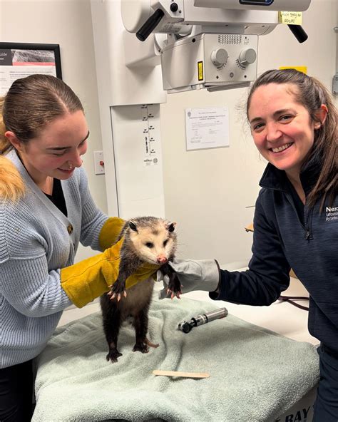 Framingham Animal Hospital (@fahanimals) • Instagram photos and videos