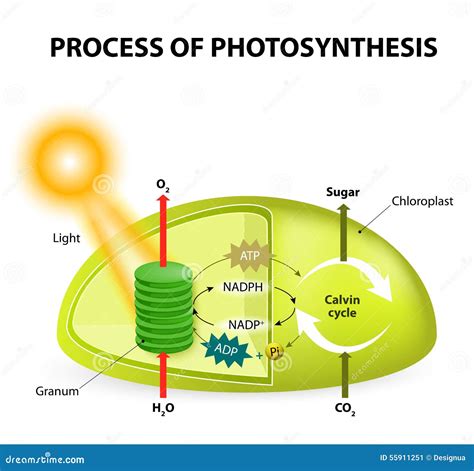 Calvin Cycle Diagram For Kids