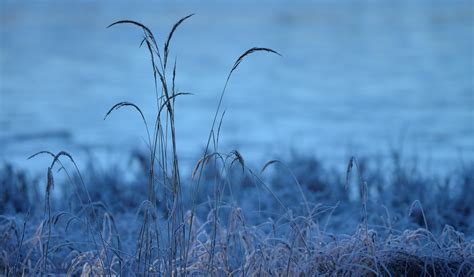 Download wallpaper cold, frost, grass, morning, frost, grass, section ...