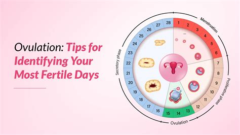 30 Day Cycle Ovulation Calculator