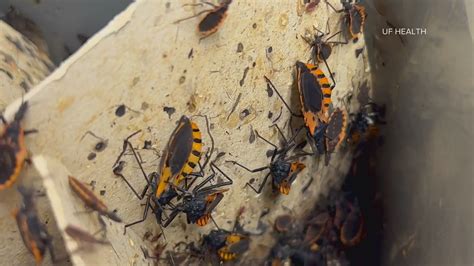 CDC: 'Kissing bug' disease now considered endemic in US | weareiowa.com