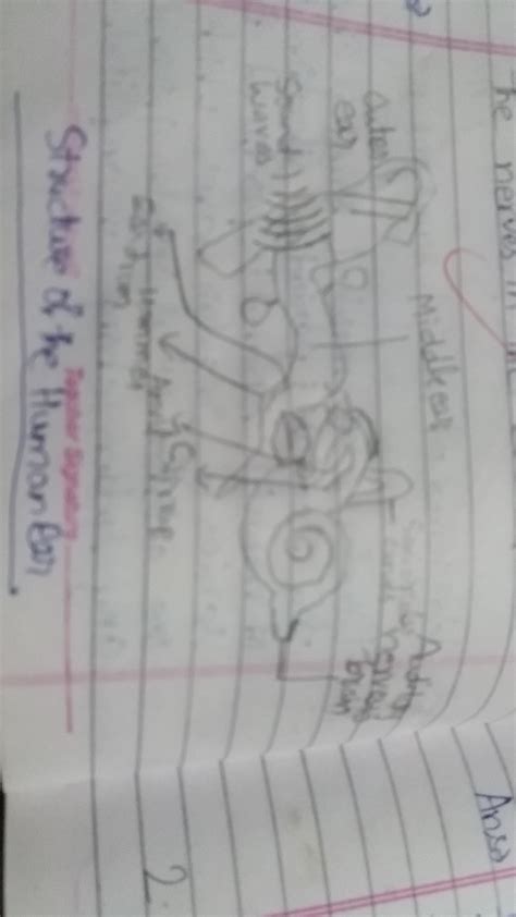 how the energy of the sound wave is transmitted to the nerves of ...
