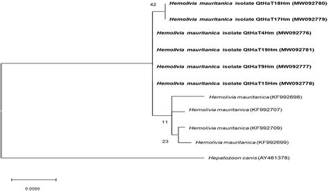Molecular Evidence of Hemolivia mauritanica, Ehrlichia spp. and the ...