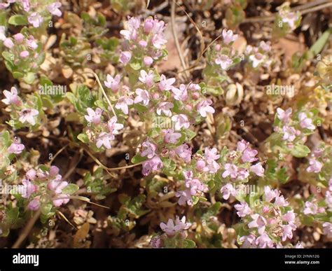 Mother of Thyme (Thymus praecox Stock Photo - Alamy
