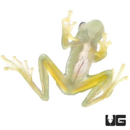 Powdered Glass Tree Frog For Sale - Underground Reptiles