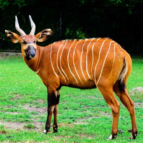 Image result for Boxfish Facts