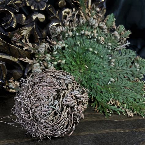 What Does The Rose Of Jericho Symbolize at Thomas Gabaldon blog
