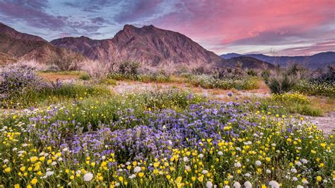 Bing HD Wallpaper Mar 15, 2024: Anza-Borrego Desert State Park ...