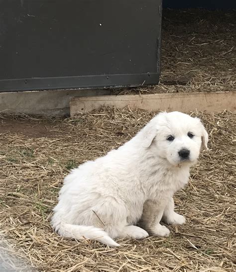 Great Pyrenees Puppies For Sale | Holly Springs, NC #291723