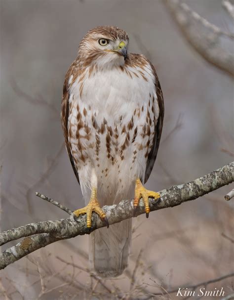 Juvenile Red Tailed Hawk