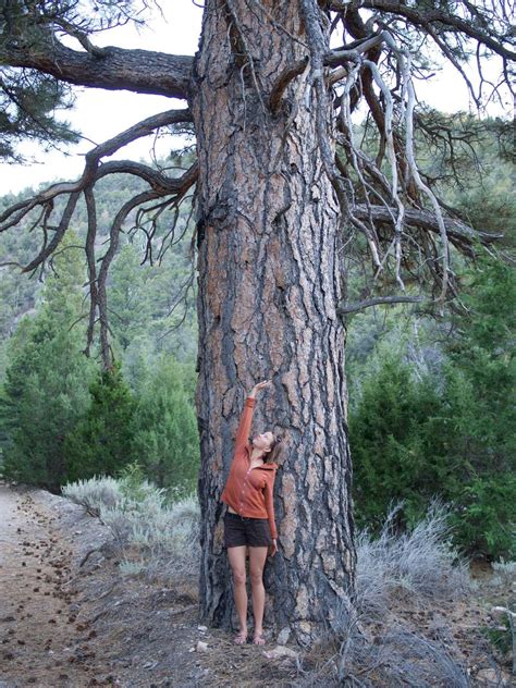 BLM WILD - A Guide to Southern Utah’s Wah Wah Mountains How...