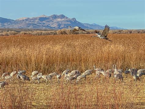 San Antonio, New Mexico: Birds, Burgers, and the Festival of Cranes 🦢🍔 ...