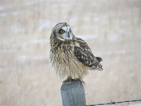 Image result for Owl Exploding