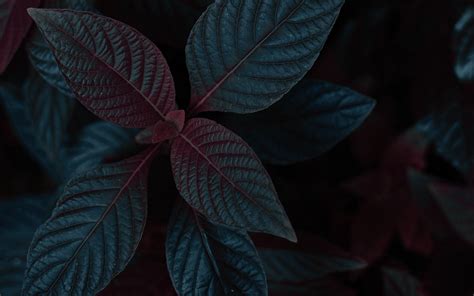 Download wallpaper 1920x1200 plant, leaves, dark, stem widescreen 16:10 ...