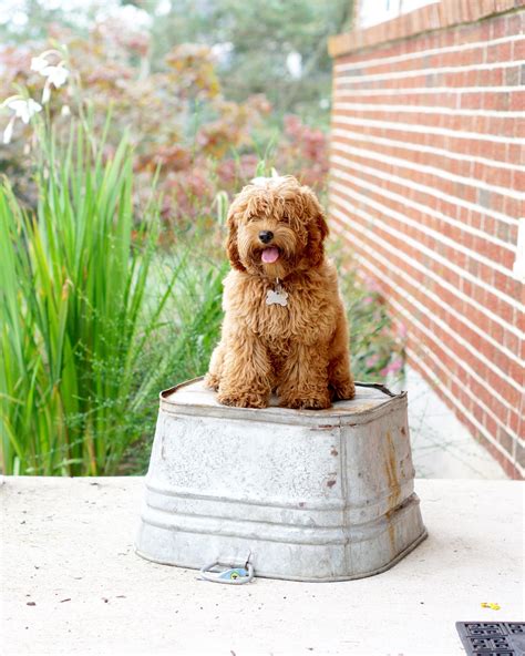 Image result for Red Cockapoo