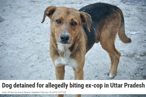 13 Animals Who Are Way More Gangster Than You