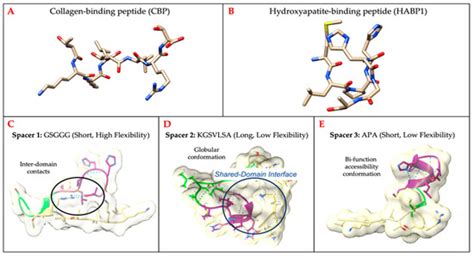 Engineered Peptides Enable Biomimetic Route for Collagen Intrafibrillar ...