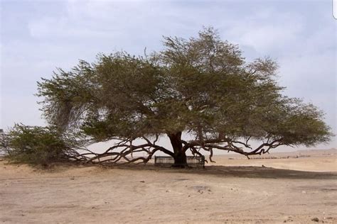 LICENSED TOURIST GUIDE IN BAHRAIN (2026) All You Need to Know BEFORE ...