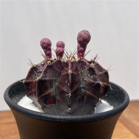 Gymnocalycium friedrichii LB hyb【ギムノカリキウム・LB特黒肌 | RIMO'S GREEN 【Saboten ...