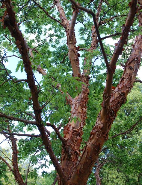Acer griseum (Paperbark Maple)
