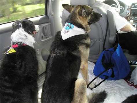 Therapy Dogs International