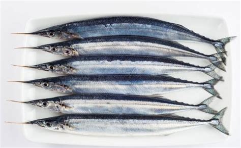 淡水银针鱼,水银针鱼,银针鱼观赏鱼_大山谷图库