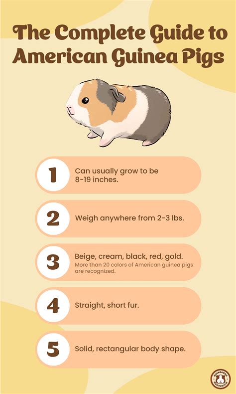 The Complete Guide to American Guinea Pigs – GuineaDad