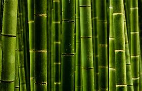 Bamboo 的图像结果