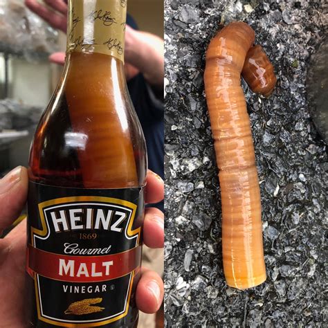 Enormous vinegar eel we found in a Heinz Malt Vinegar bottle. Well ...