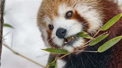 Wallpaper red panda, leaves, branch, plants, winter hd, picture, image
