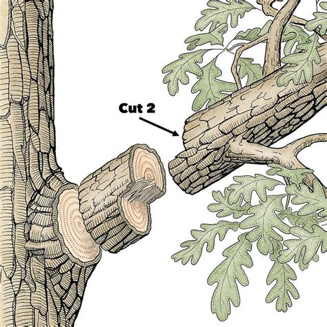 Image result for Step Cut Pruning
