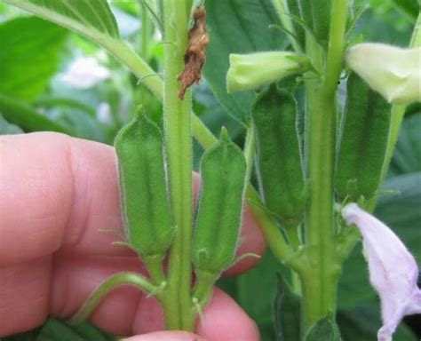 How to Grow Sesame Plant at Home In Pot In Hindi | how to grow sesame ...