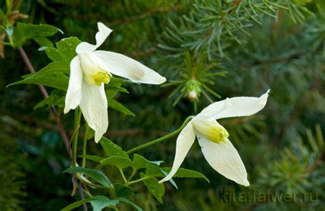 Княжик сибирский (Atragene sibirica L.) | Отражения