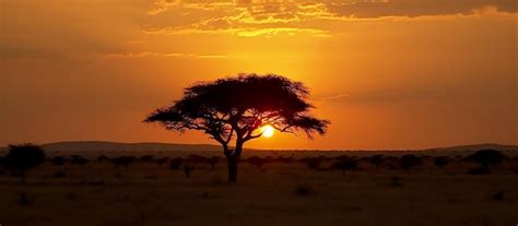 A sunset with a tree in the foreground and the sun setting behind it ...