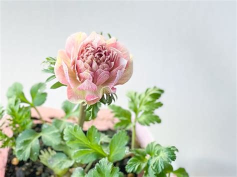 Image result for Authentication Code Letter Sample