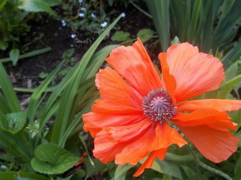 urbantomato: Poppies in Perennial Garden