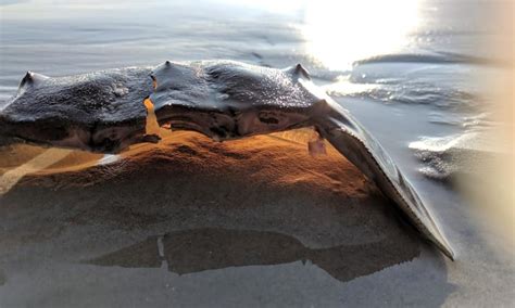 David Douglass Sr. Memorial Park - North Cape May