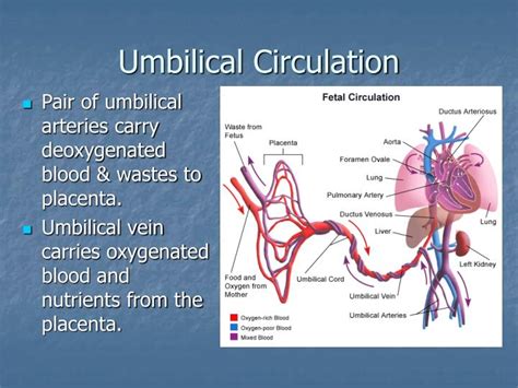 Bildergebnis für umbilical cord blood flow problems
