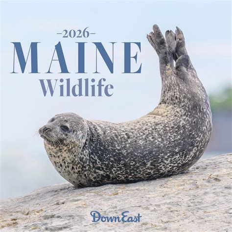 Discover The Hidden Wildlife Of Maine In The Great Outdoors