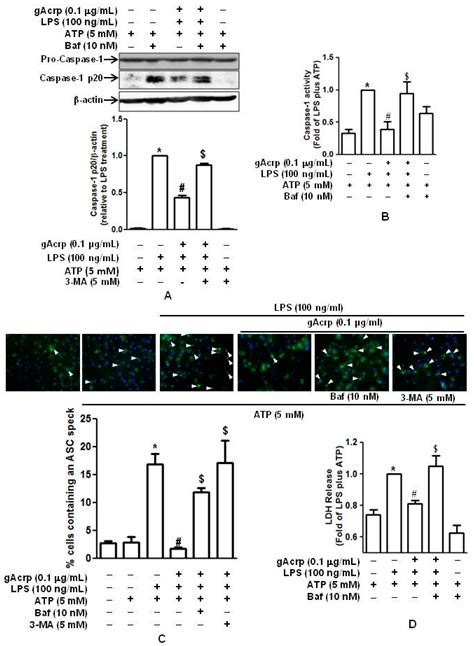 Globular Adiponectin Inhibits Lipopolysaccharide-Primed Inflammasomes ...