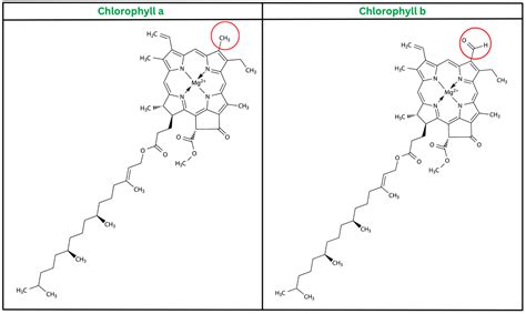 Chlorophyll A Structure