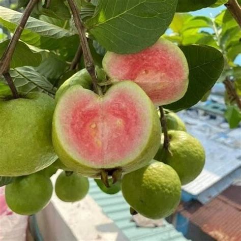 Madhuri Guava Live Plants – veliyathgardens