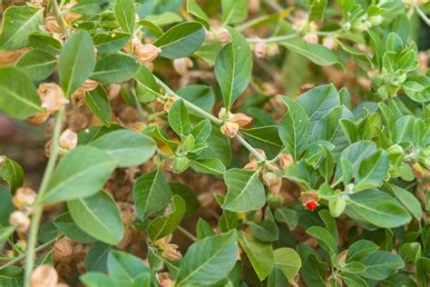 Kuvatulokset haulle ashwagandha