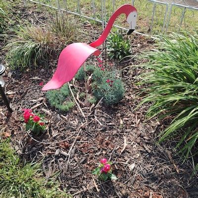 Image result for Bird Contorting