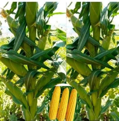 Vermag corn, maki, popcorn Seed Price in India - Buy Vermag corn, maki ...