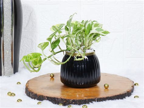 Buy Variegated Money Plant In Black Metal Pot