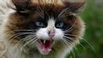 Image result for Angry Cat Sound Variations