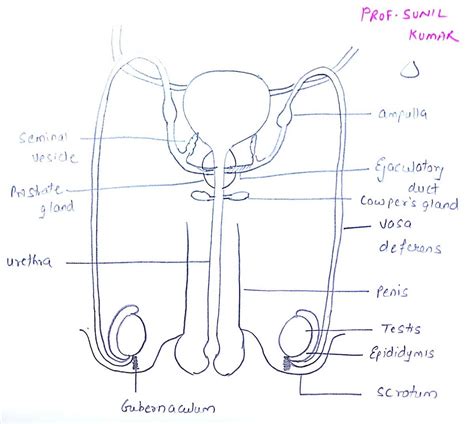 Image result for Male Reproductive System Example