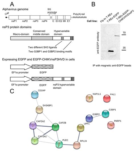Mutation of CD2AP and SH3KBP1 Binding Motif in Alphavirus nsP3 ...
