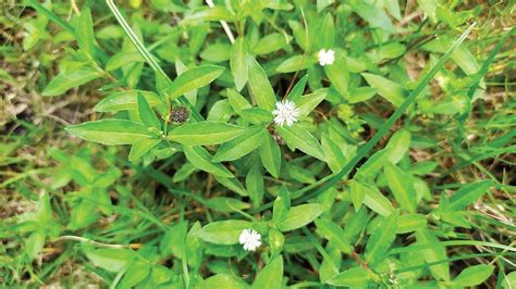 பச்சை வைரம் 17: கல்லீரல் கவசம் கரிசலாங்கண்ணி | Liver shield is ...